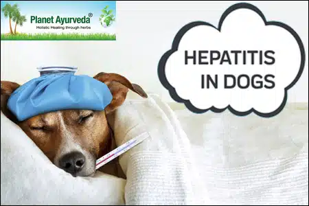Hepatitis In Dogs