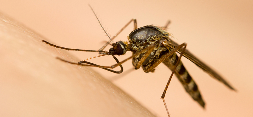 Top 10 Useful Tips to Prevent Dengue & its Symptoms