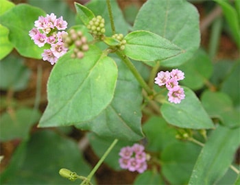 Punarnava Plant (Boerhavia diffusa) Herbal Uses, Chemical Composition, Safety, and Adverse Effects