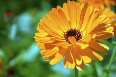 Calendula Flower Calendula Flower