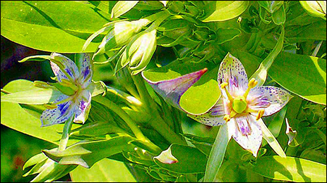 Chirayata Chirayata