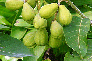 Haritaki Herb Haritaki Herb