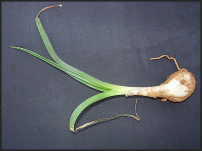 Indian squill Indian squill