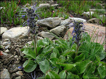 Kutki (Picrorhiza kurroa Kutki, Picrorhiza kurroa