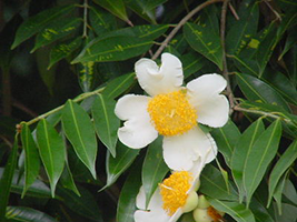 Nagkesar (Mesua ferrea) - Medicinal Properties, Benefits & Uses Nagkesar (Mesua ferrea) - Medicinal Properties, Benefits & Uses
