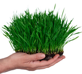 Wheatgrass