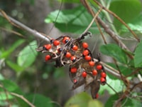 Abrus Precatorius