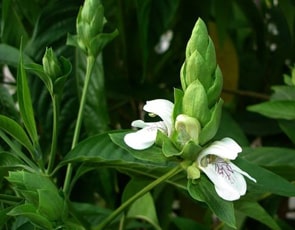 Vasaka, Malabar nut (Adhatoda Vasica) - Uses, Benefits, Dosage and Properties