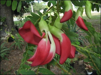 Sesbania grandiflora, Agastya tree