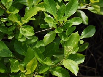 Agnimantha, Clerodendrum Phlomidis