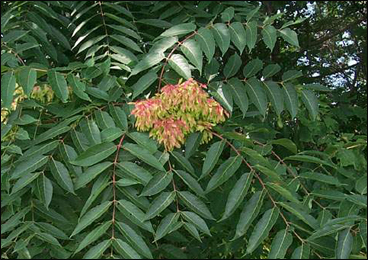 Aralu, Ailanthus Excelsa