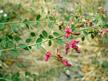 Yavasa (Alhagi camelorum) Yavasa, Alhagi camelorum