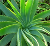 Aloe Barbadensis Aloe Barbadensis