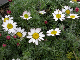 Anacyclus pyrethrum (Akarkara) Anacyclus pyrethrum, Akarkara