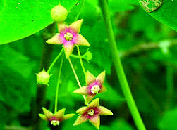 Ananthmool anantmool plant images