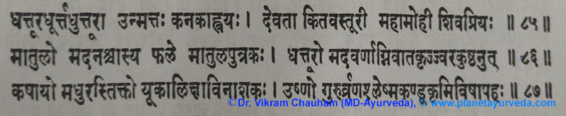 Ancient Verse about Datura metel Ancient Verse about Datura metel