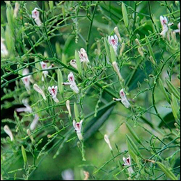 Andrographis Paniculata Andrographis Paniculata