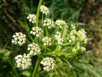 Ajamoda seeds, Celery, Apium graveolens