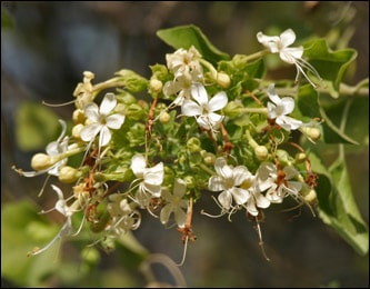 Arni, Clerodendrum multiflorum