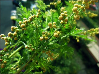 What are the Uses and Health Benefits of Sweet Annie (Artemisia Annua)?