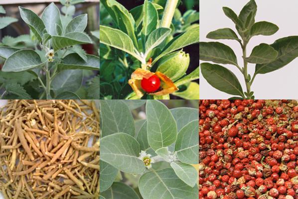 Ashwagandha Ashwagandha for Stress