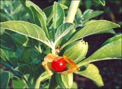 Ashwagandha (Withania Somnifera) Ashwagandha - ashwagandha uses and health benefits