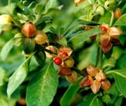 Ashwagandha Buy Ashwagandha Capsules