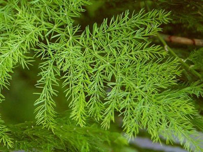 Asparagus Racemosus