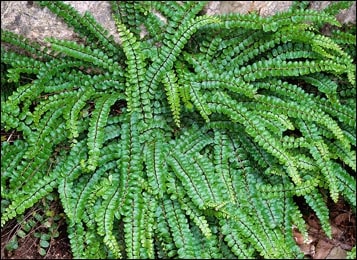Maidenhair spleenwort (Asplenium trichomanes) Maidenhair spleenwort, Asplenium trichomanes