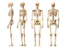 asthi, bone, dhatu