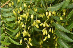 Neem (Azadirachta indica)