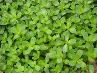 Introduction of Brahmi Herb in Macedonian Language