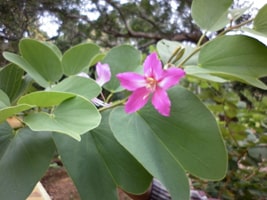 Kachnar, Bauhinia Variegata