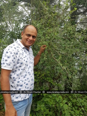 Dr. Vikram Chauhan with Berberis aristata (Daruhaldi)