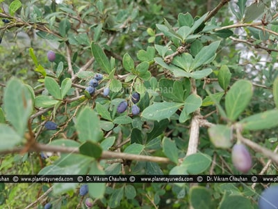 Daruharidra, Berberis aristata