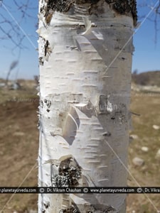 Bhoj-Patra, Betula Utilis