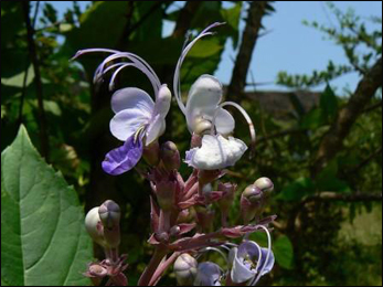 Bharangi plant Images, Clerodendrum serratum images