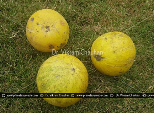 kortuma in hindi Colocynth Citrullus Colocynthis Bitter Apple Practical Uses Benefits Dosage kortuma in hindi