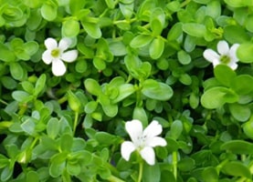 Brahmi Brahmi