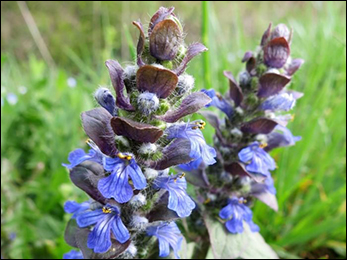 Bugleweed Bugleweed