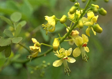 Latakaranja, kalarchikai Plant Images Caesalpinia Crista