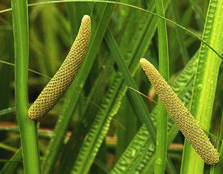 Acorus calamus, Vacha, Sweet flag