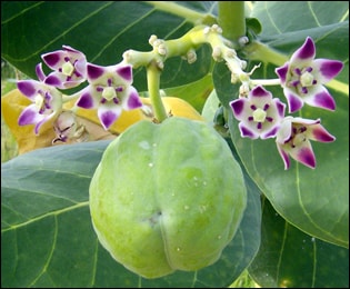 Aak Plant , Madar Plant (Calotropis gigantea)