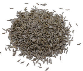 Caraway, Kala Jeera, Carum carvi