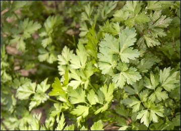 Parsley (Petroselinum crispum) Parsley, Petroselinum crispum