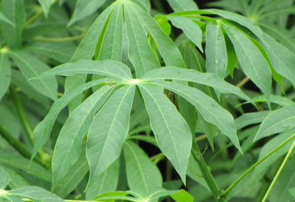 Cassava Leaves Cassava Leaves