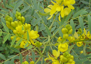 Swarna Patri (Cassia angustifolia) Swarna Patri, Cassia angustifolia