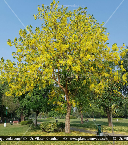 Amaltas tree images, Cassia fistula tree images