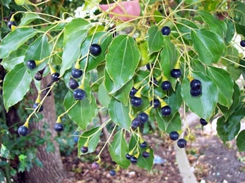 Karpura, Cinnamomum Camphora