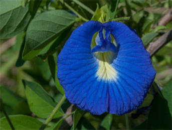 Aparajita flower or shankupushpam